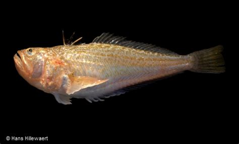 Lesser and Greater Weever Fish .